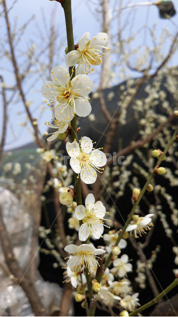 식물,자연,꽃봉우리,꽃망울,꽃,플라워,낮,봄,봄꽃,매실나무,매화,매화나무,흰색,화이트,하얀색,나뭇가지,가지,줄기,수술,꽃술,나무,활짝핀
