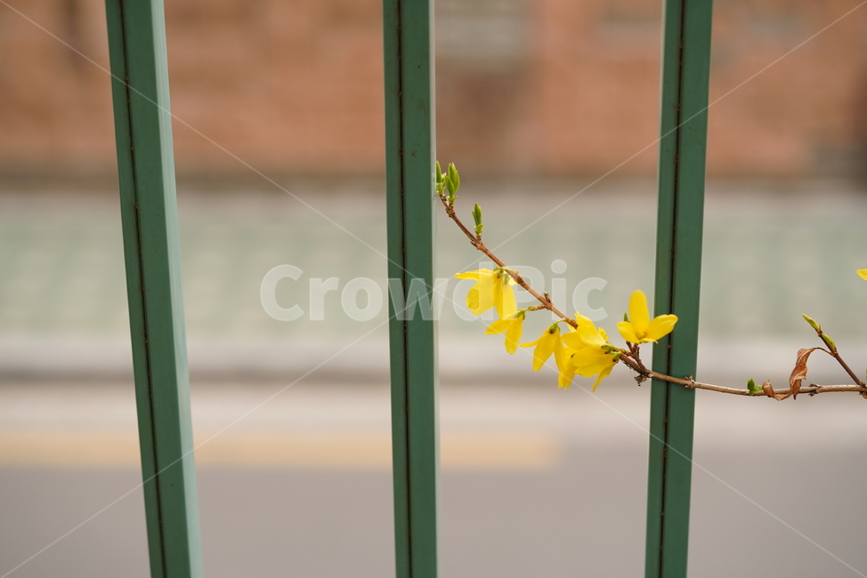봄,계절,느낌,감성,식물,생명,생물,자연,잎,화사,봄,계절,spring,season,식물,자연,plants,nature,꽃,flower