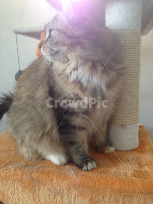 고양이,햇살,냥이,고양이옆모습,반려묘