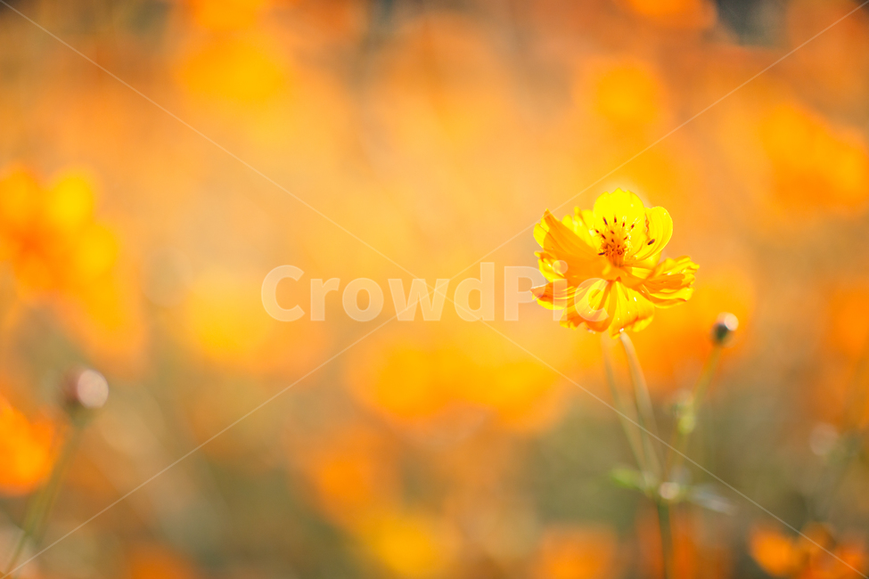 flower bed,sunshine,yellow,flower garden,yellow cosmos,ornamental,petal,flower bud,yellow light,fall flowers,background blur,park,flowers,blossom,cosmos,Cosmos,flower,sunlight,wildflowers,light,background,plant,bokeh,garden