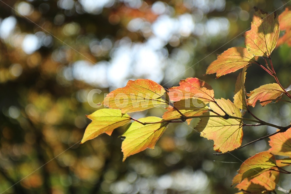 단풍,잎,식물,tree,leaf,가을,계절,fall,autumn,season,plant,veins,정맥,나무