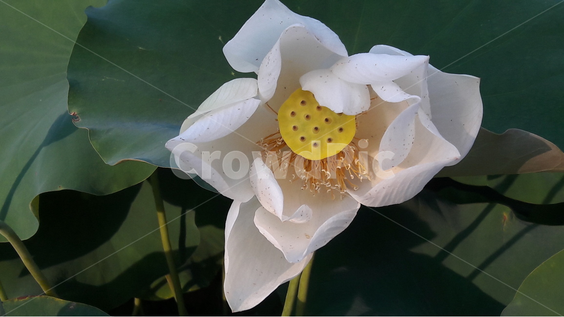 연잎,연꽃,백연,꽃,식물,식물,자연,plants,nature,꽃,flower
