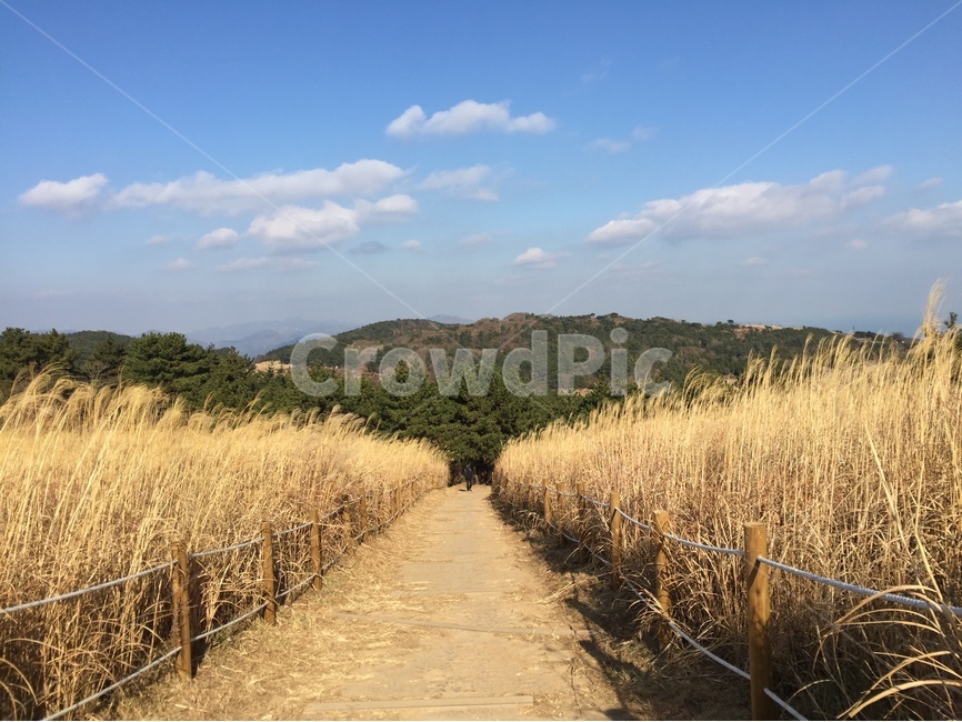 갈대밭,갈대숲,길,하늘,산,가을,계절,fall,autumn,season,자연,풍경,nature,landscape,outdoors,옥외