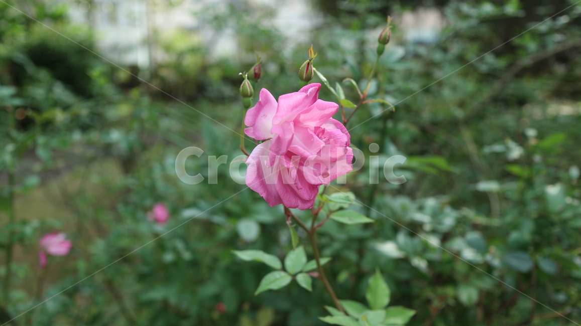 꽃,분홍색,pink,flower,장미