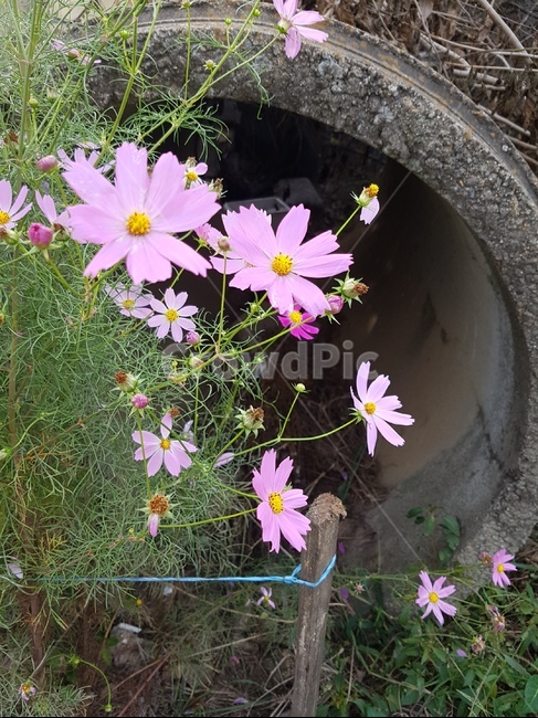 코스모스,꽃,가을,식물,핑크색,가을,계절,fall,autumn,season,식물,자연,plants,nature,꽃,flower,plant,daisy,데이지,daisies,blossom