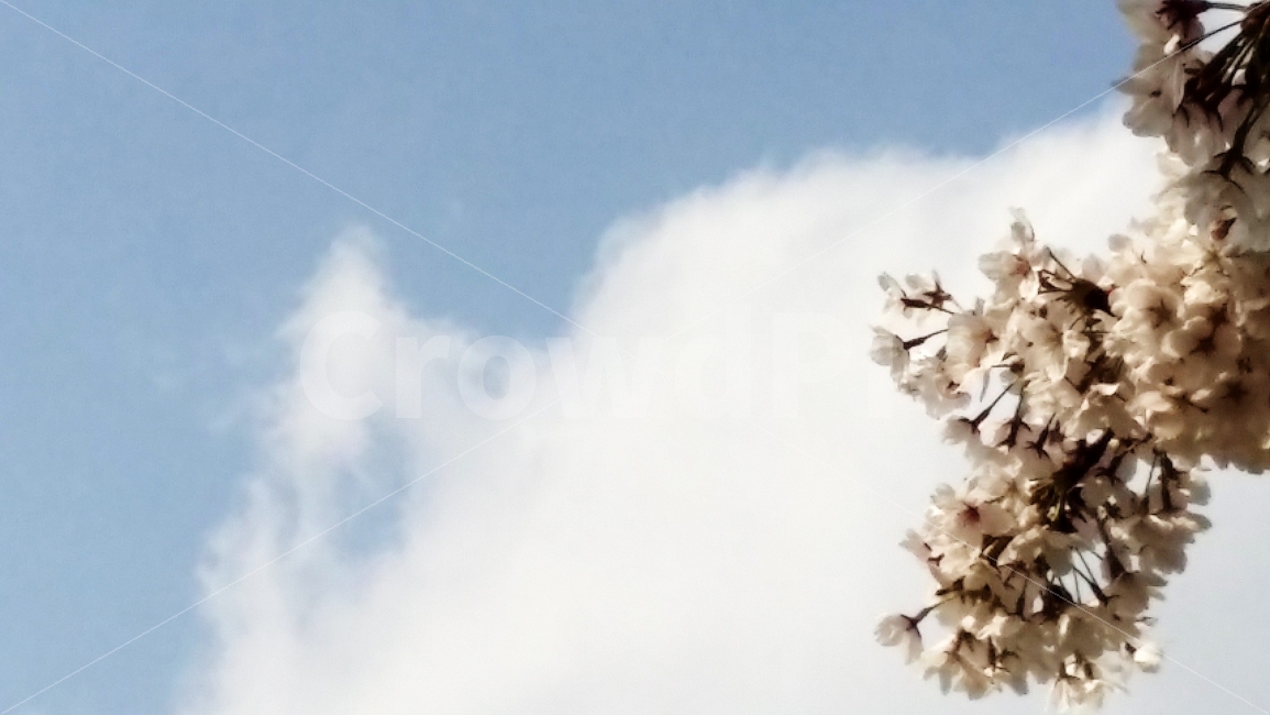 하늘,구름,벚꽃,꽃,봄,봄,계절,spring,season,식물,자연,plants,nature,꽃,flower,감성,sensible,feeling,plant
