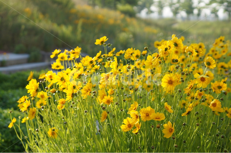 금계국,노랑,봄,빛,아침,풍경,식물,자연,plants,nature,꽃,flower