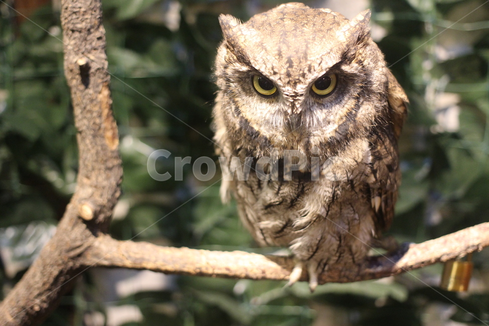 후쿠로우,일본,올빼미,올빼미카페,ふくろう,동물,animal,조류,새,birds