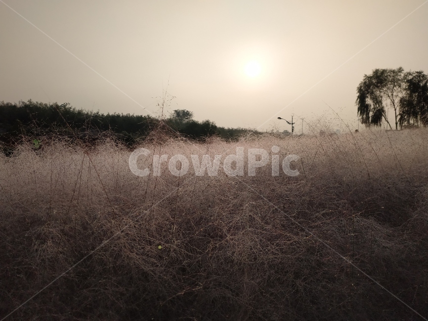 nature,자연,핑크뮬리,하늘공원,억새축제