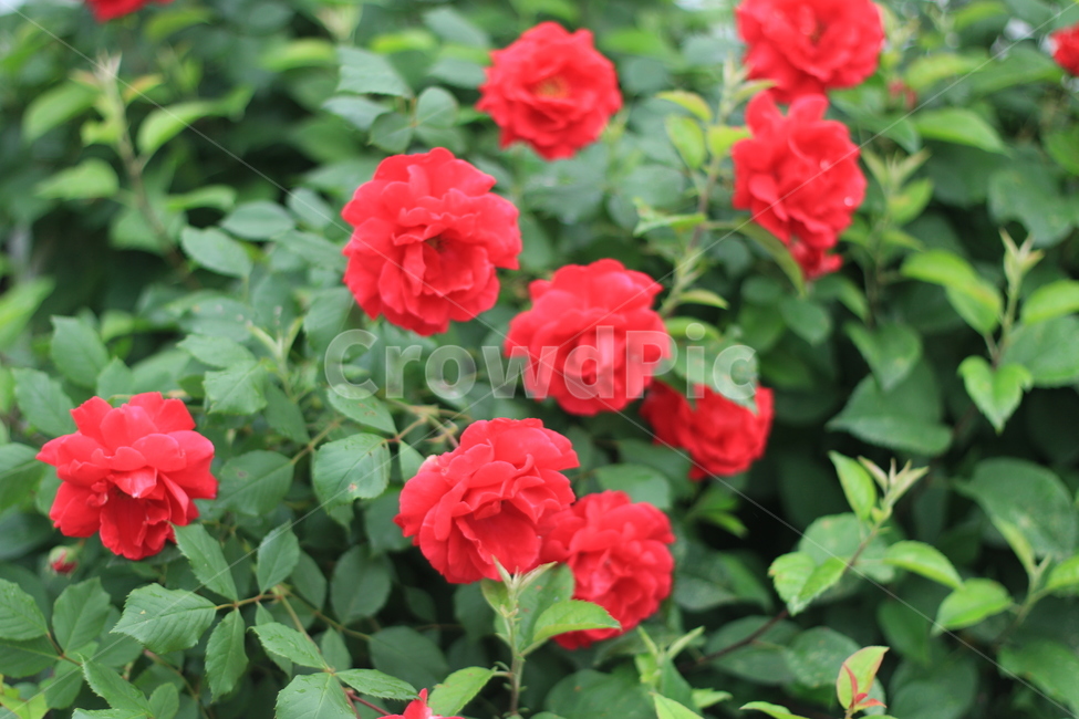 여름,꽃,장미,애증,여왕,식물,자연,plants,nature,꽃,flower
