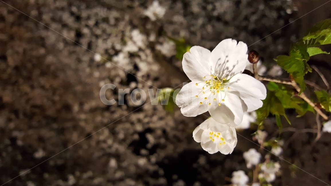 plant,식물,pollen,화분,꽃,벚꽃,흰색,밤,야경,식물,자연,plants,nature,꽃,flower