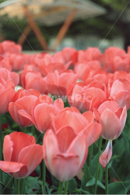꽃,튤립,봄,자연,계절,봄,계절,spring,season,식물,자연,plants,nature,꽃,flower,감성,sensible,feeling,색깔,색상,색채,색감,color sense,color sensitivity,feeling of color,plant,blossom,tulip