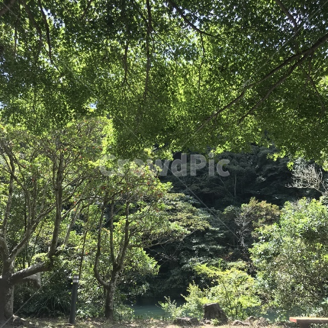 tree,나무,plant,식물,treetrunk,나무줄기,자연,자연,풍경,nature,landscape,tree trunk,나무 줄기