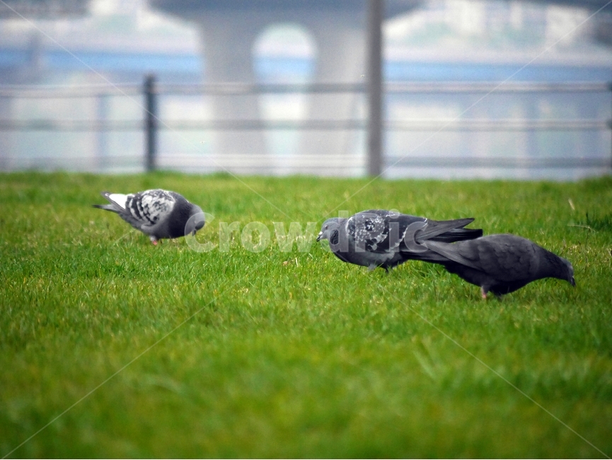 자연,풀,새,강,쉼,동물,animal,조류,새,birds