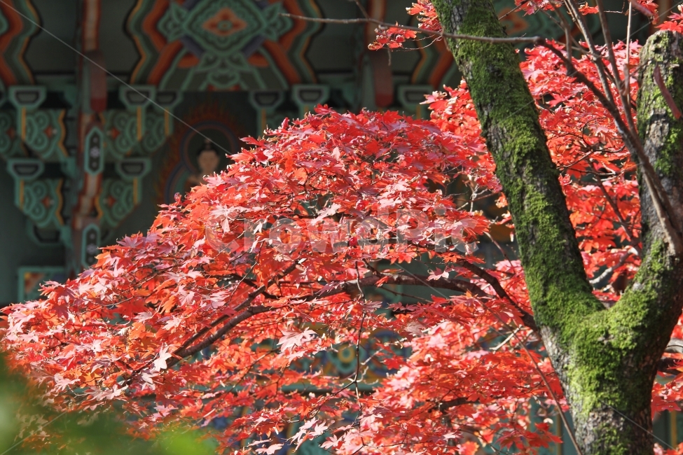 단풍,가을,단청,단풍잎,단풍나무,감성사진,가을,계절,fall,autumn,season,한국전통,한국문화,korean traditional,korean culture,식물,자연,plants,nature,나무,trees,wood,leaf,잎,plant,tree,maple