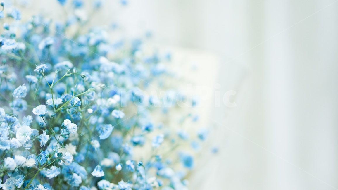 꽃,안개꽃,블루,파란꽃,꽃다발,flower,foggyflower,blue,blueflower,bouquet,꽃,flower,기념일,축하,anniversary,congratulation,celebrate,celebration