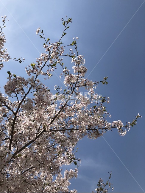꽃,blossom,flower,식물,벚꽃,꽃봉오리,blooming,bloom,봄,spring,벚나무,식물,자연,plants,nature,꽃,flower