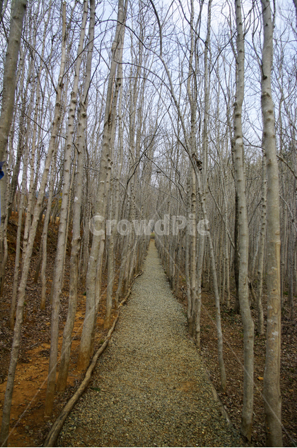 자연,나무,식물,숲,plant,tree,길