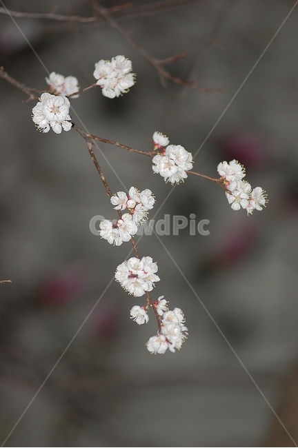 자연,봄,꽃,봄꽃,벚꽃,Nature,spring,봄,계절,spring,season,식물,자연,plants,nature,꽃,flower,plant,blossom