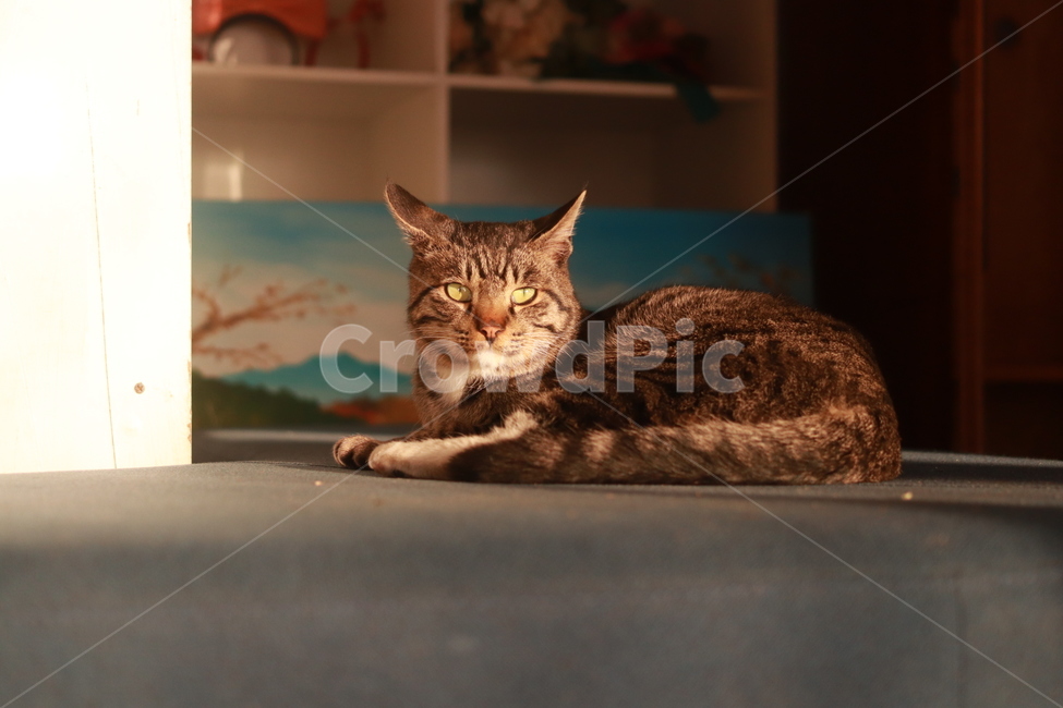 길고양이,cat,고양이,고등어고양이,straycat,저녁,휴식,귀여운,동물,animal,포유류,mammal,고양이,cat,kitten,kitty