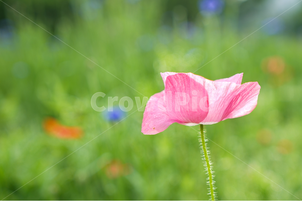 꽃,양귀비,식물,화초,설화,자연,재배,식물,자연,plants,nature,꽃,flower