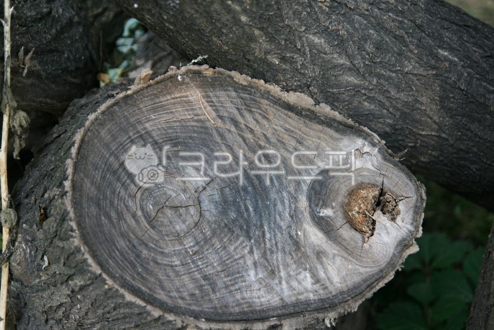 in the woods,cut down tree,cut tree,annual zone,old tree,tree