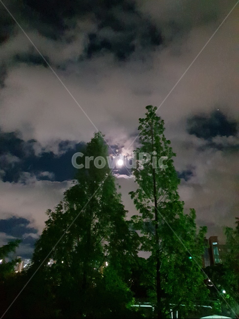 구름,달,나무,밤,야경,야경,밤,풍경,nightscape,night,landscape,식물,자연,plants,nature,나무,trees,wood,outdoors,옥외,weather,날씨