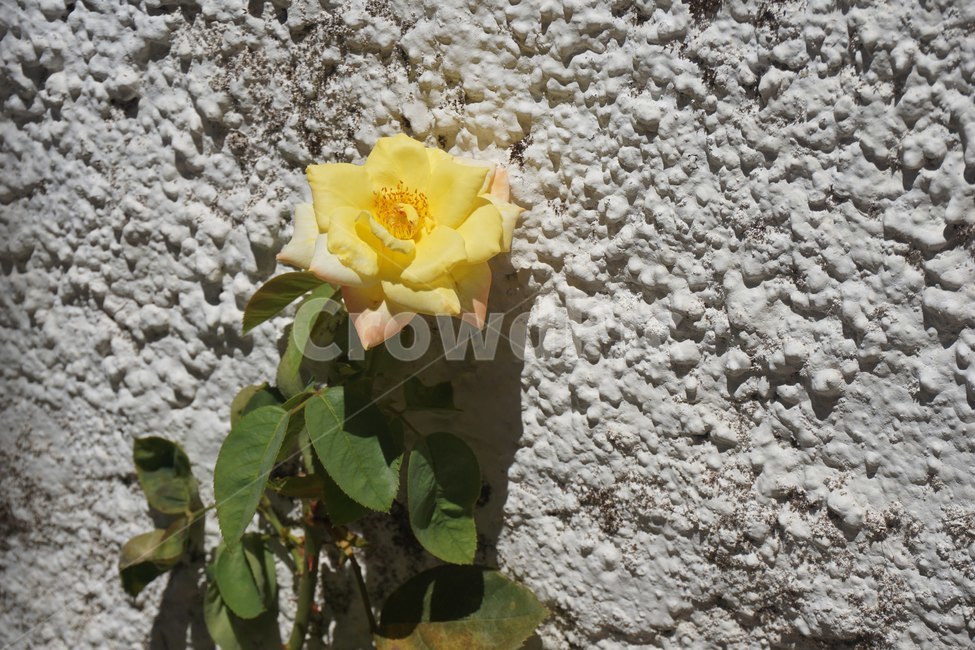 노란꽃,꽃,flower,담벼락,자연