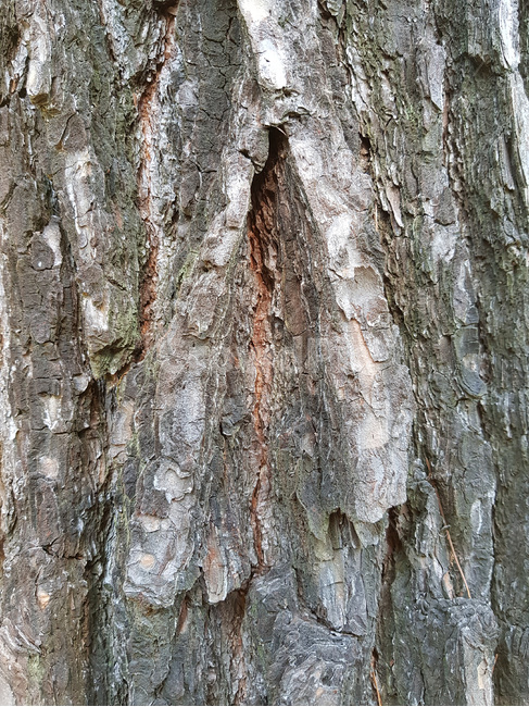 나무,나무줄기,나무결,나무껍질,갈색,식물,나무,trees,wood