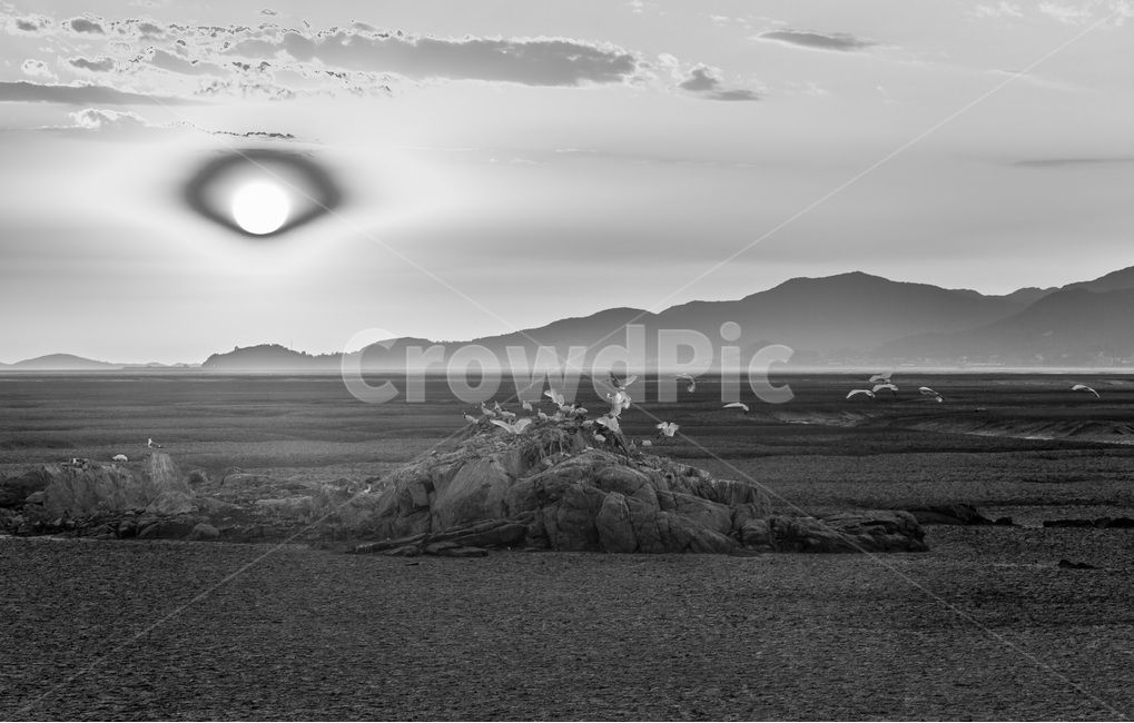 영종도,썰물,갯벌,낙조,석양,환경,무늬,문양,철새,자연,풍경,nature,landscape,한국자연풍경,한국자연경관,korea nature landscape,동물,animal,조류,새,birds,흑백,모노톤,monochrome,black and white,ground,바닥,outdoors,옥외