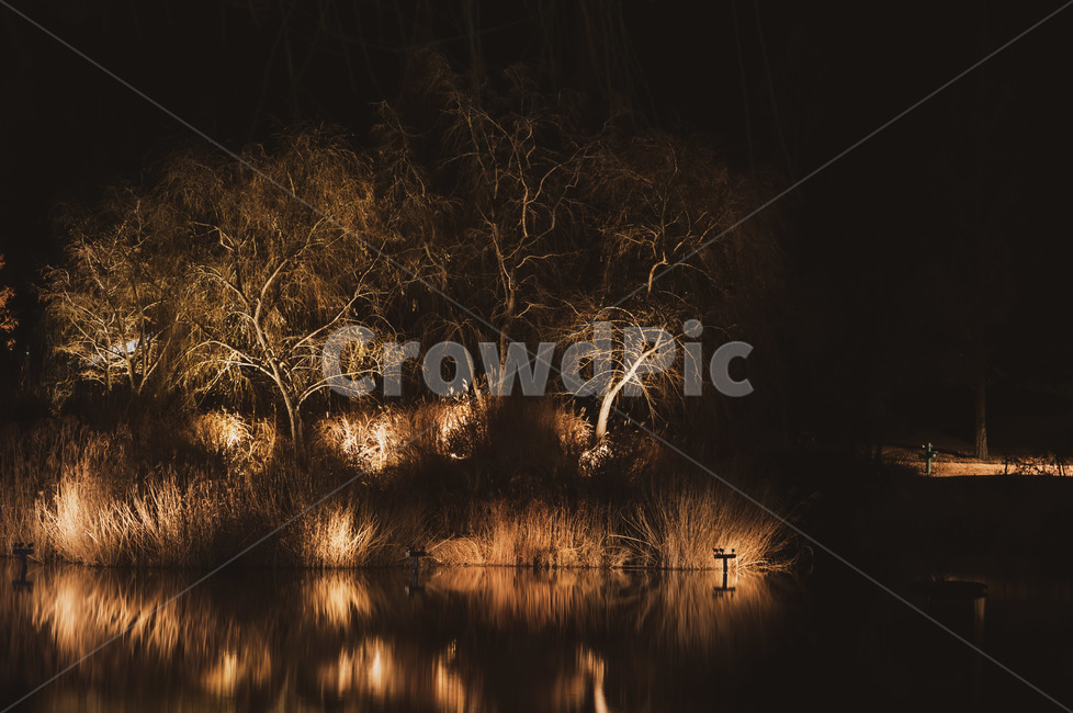 nature,자연,outdoors,옥외,조명,야경,나무,빛,식물,자연,plants,nature,나무,trees,wood