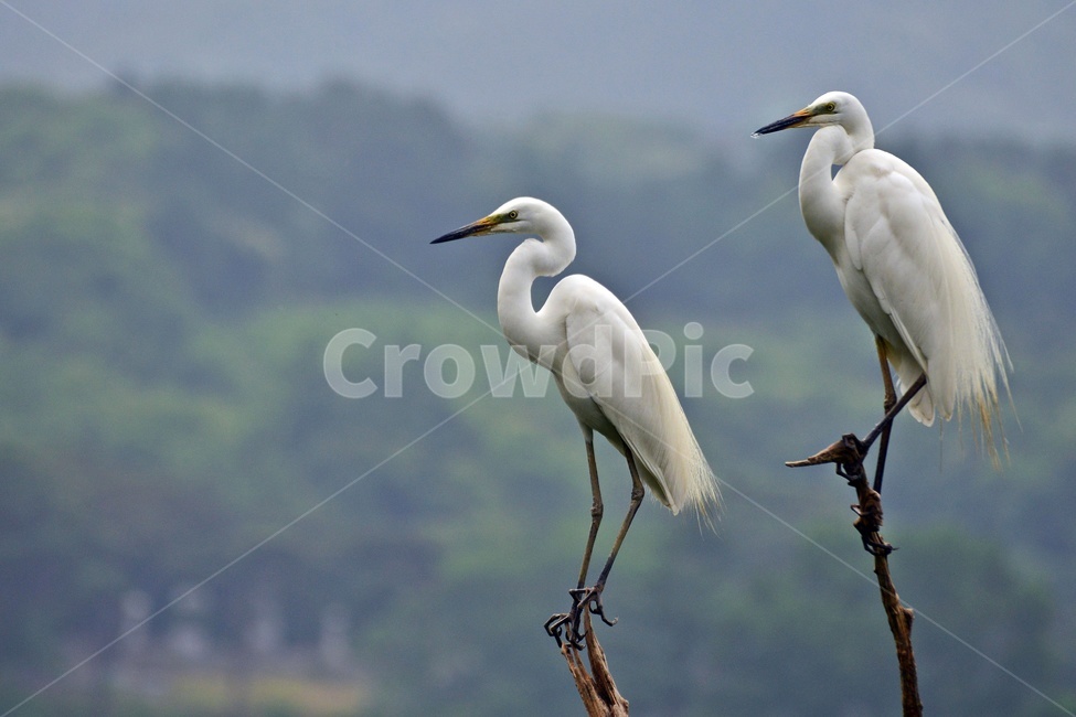 전북,임실,백로,bird,새,animal,동물,waterfowl,물새,ardeidae,heron,헤론,egre,t백로,왜가리,동물,animal,조류,새,birds