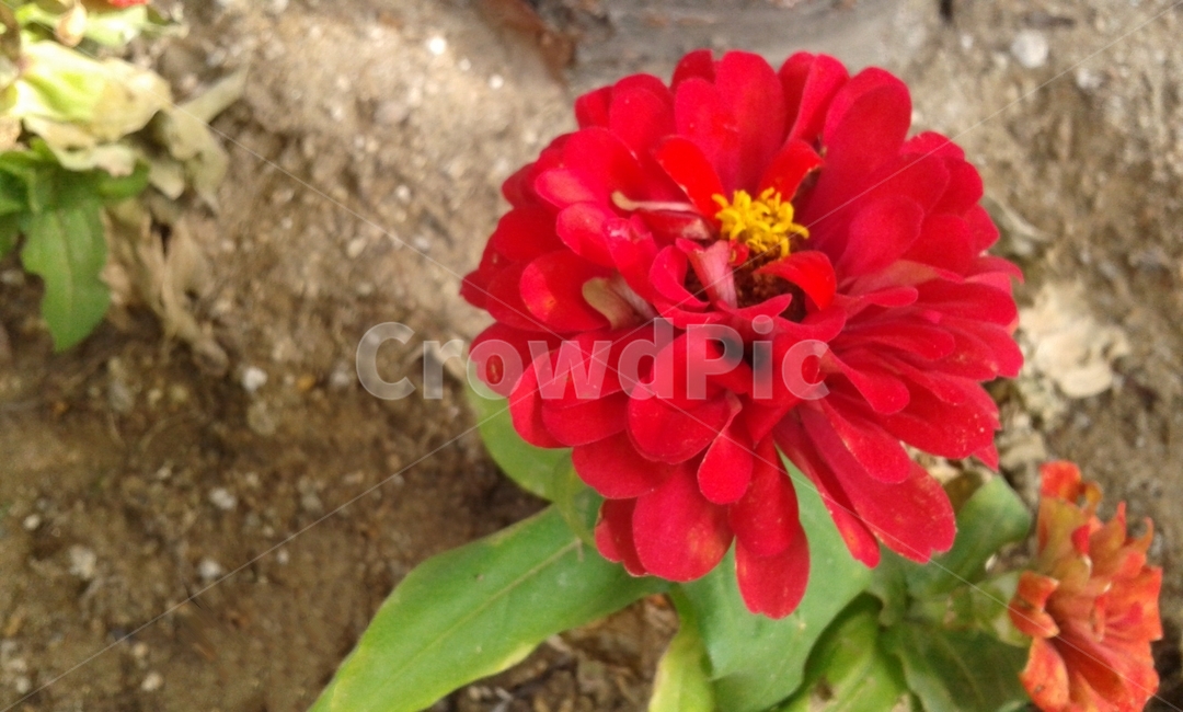 flower,꽃,plant,식물,blossom,red,식물,자연,plants,nature,꽃,flower