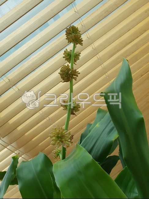 행운목,행운목꽃,키다리식물,cornstalk,happyplant,현화식물,관엽식물,열대식물,공기정화식물,식집사,반려식물