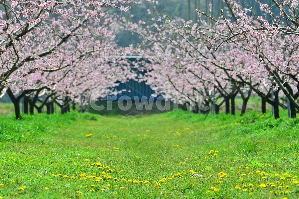 봄,tree,나무,plant,식물,nature,자연,outdoors,옥외,순천,월등,복사꽃,복숭아,복숭아꽃,농장,농업,농사,농경지,봄,계절,spring,season,자연,풍경,nature,landscape