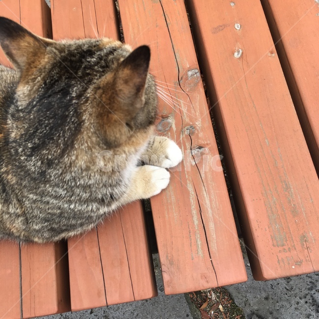 고양이,고양이뒷모습,묘,동물,고양이발바닥,동물,animal,포유류,mammal,고양이,cat,kitten,kitty