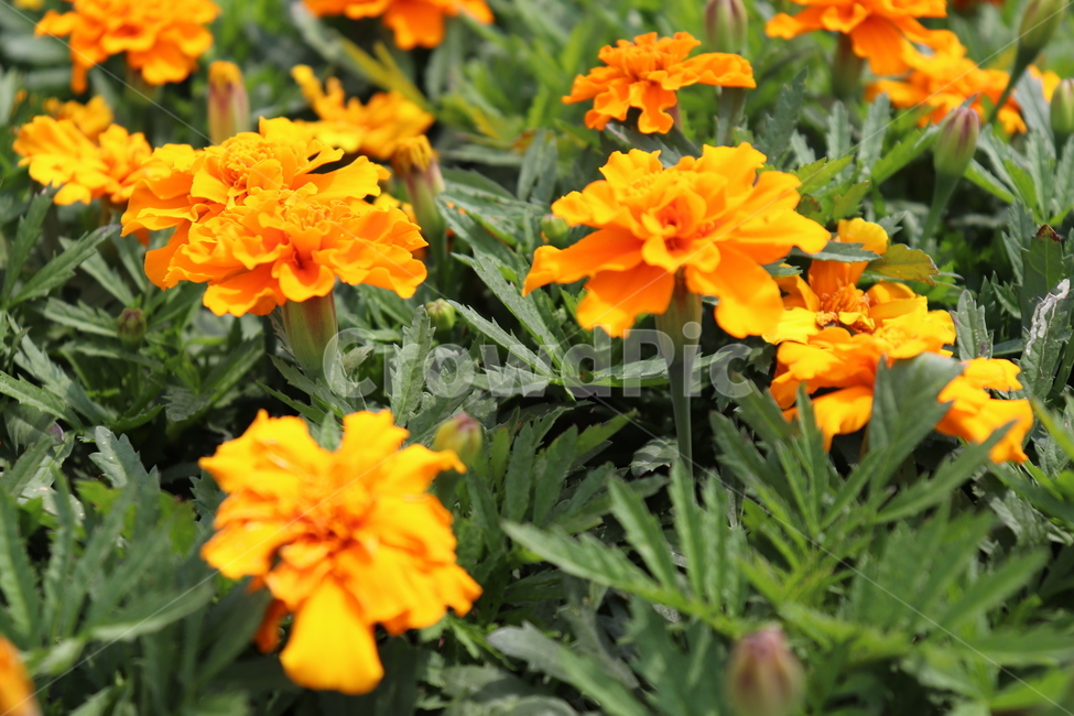 주황색꽃,orangeflower,봄꽃,식물,plants