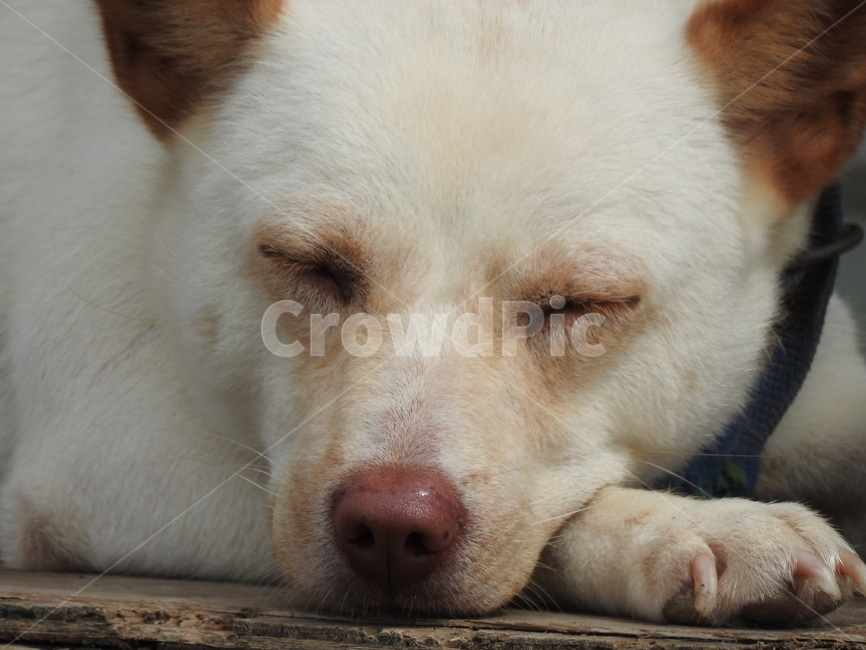 백구,개,개잠,나태,동물,동물,animal,포유류,mammal,개,강아지,dog,doggy