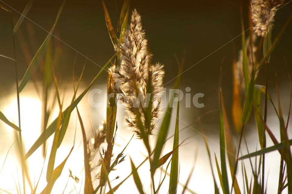 소래포구,월곶,가을,plant,식물,갈대,억새,감성사진