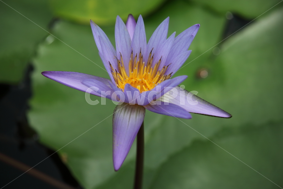 flower,꽃,plant,식물,수련,식물,자연,plants,nature,꽃,flower