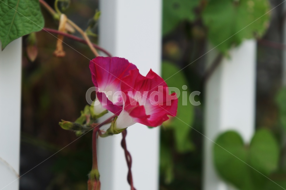 나팔꽃,모닝글로리,견우화,morningglory,덩굴식물,메꽃과,일년생초본,식물,자연,plants,nature,꽃,flower