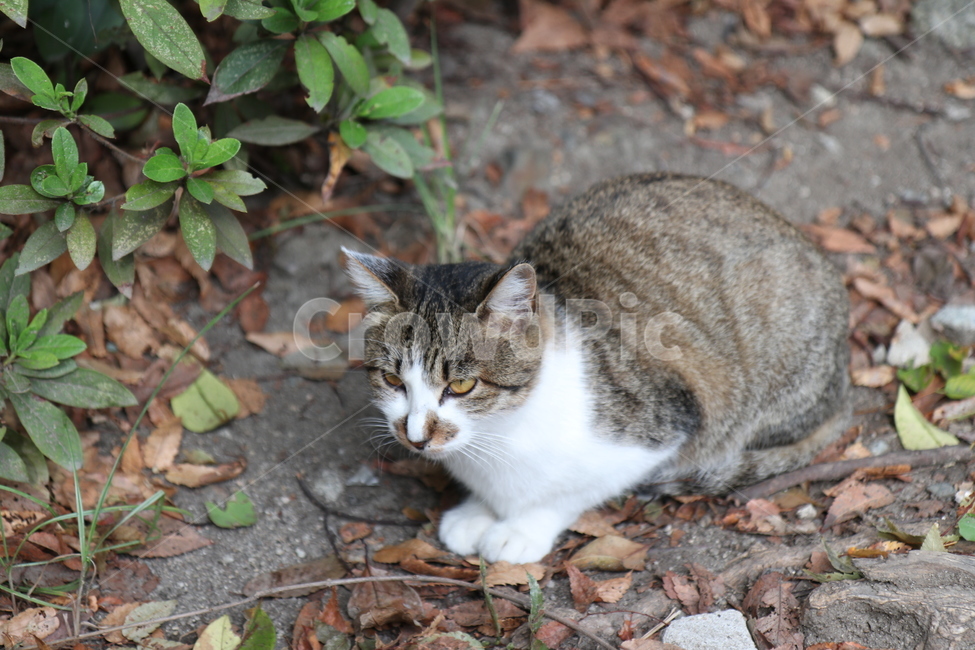고양이,식빵,얌전한,냥,냥이,귀여운,야생,길고양이,cat,동물,animal,포유류,mammal,고양이,cat,kitten,kitty