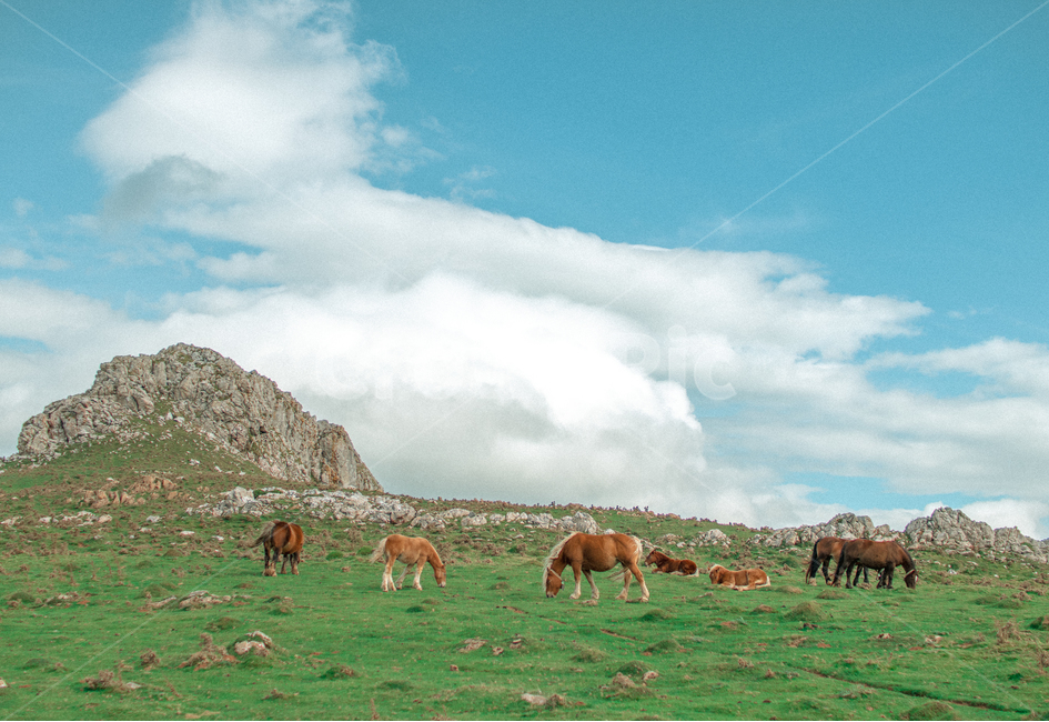 산,자연,나무,피레네산맥,산맥,구름,하늘,nature,outdoors,hill,countryside,동물,animal,포유류,mammal,목축업,목장,livestock farming,ranching,pasture