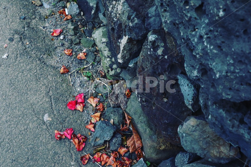 plant,식물,leaf,꽃잎,동백꽃