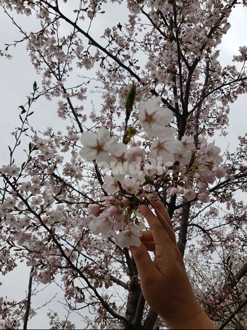 꽃,벚꽃,나무,봄,하늘,봄,계절,spring,season,식물,자연,plants,nature,꽃,flower,plant,blossom
