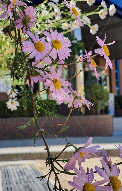 식물,plant,꽃,가을,국화꽃,식물,자연,plants,nature,꽃,flower