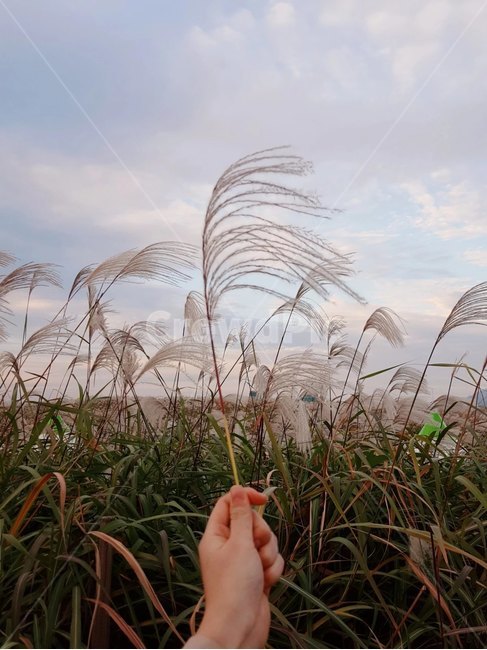 가을,하늘공원,autumn,가을억새,억새,silvergrass,하늘공원억새축제