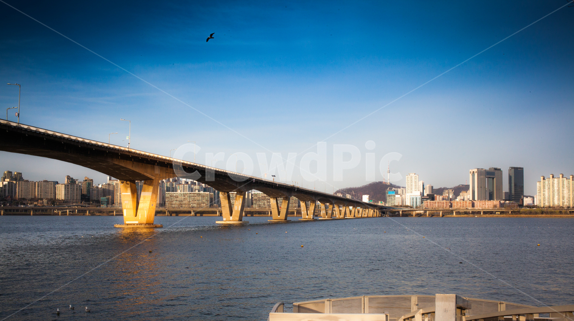 한강대교,갈매기,한강물,한강,서울한강대교,도시,풍경,city,landscape,building,건물,animal,동물,bird,새