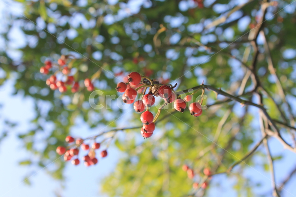 열매,빨간열매,야생열매,가을,plant,식물,fruit,과일,food,음식,나무,trees,wood,과일,열매,fruit
