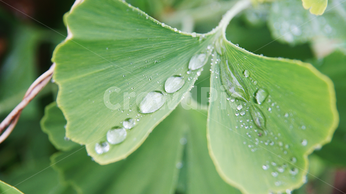 빗방울,자연,풍경,나뭇잎,은행나무잎,잎,초록,물방울,식물,자연,plants,nature